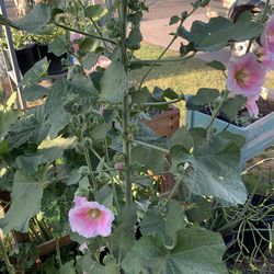 Pink and white flower floral peddles plants