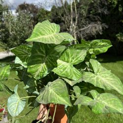 Artificial Plant