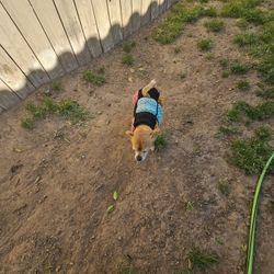 Sally Inspired Dog Sweater