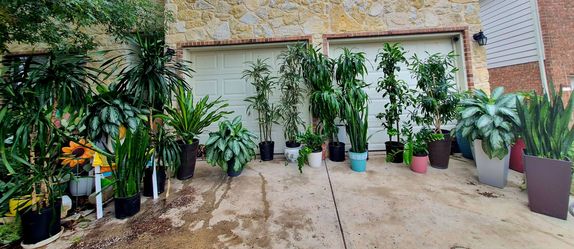 Big Snake Plants Draceana Reflexa trees Lisa canes zz plants Chinese Evergreens