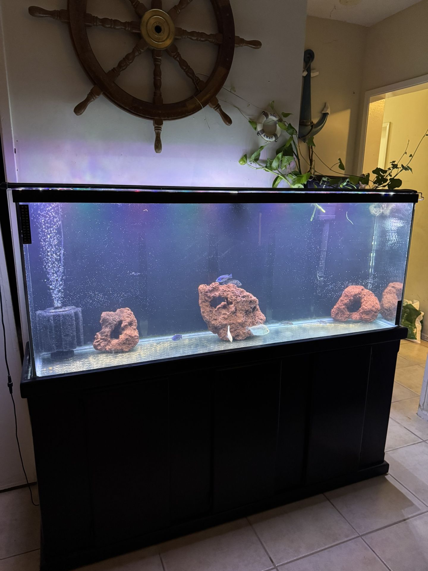 Fish Tank Aquarium 100 Gallon