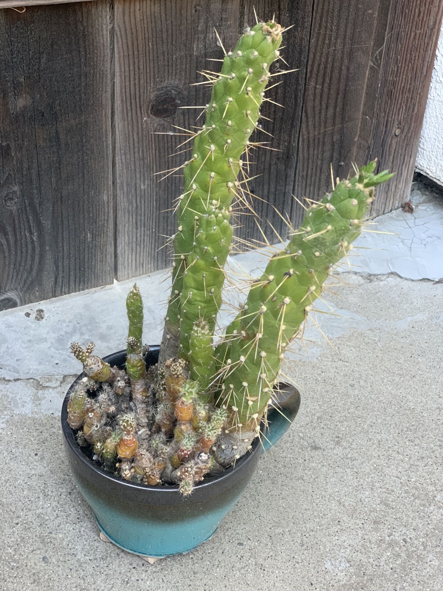 Cactus and Succulent Bowl Arrangement in Decorative Large Ceramic Coffee Mug Pot Live Plants Cup  Cash only  Pick up in North San Jose, by appointment