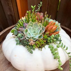 succulent pumpkins