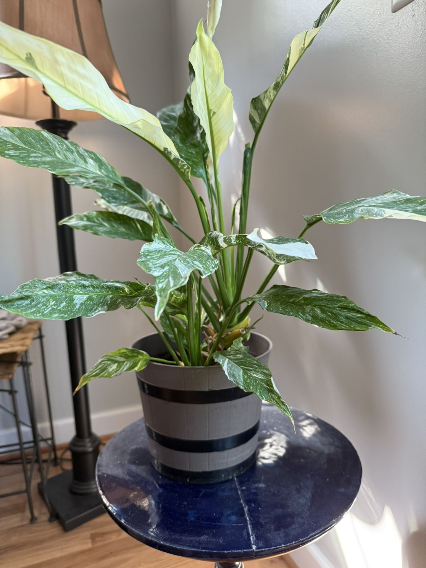 Peace Lily Beautiful Large Living House Plant. 