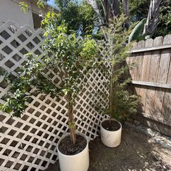 Potted Plants 