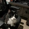 Jeffrey