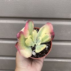 4” thrysiflora fantastic 