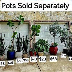 Plants Chinese Evergreen Ponytail Palm Lisa Canes Birds Of Paradise Plants Snake Plants Ficus Tree Fiddle-leaf Trees 