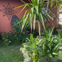 Palma Yucca 
