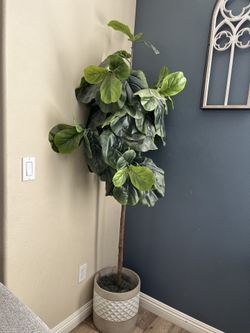 Indoor Tree