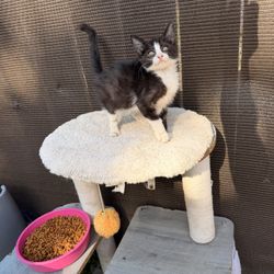 Pet Furniture 