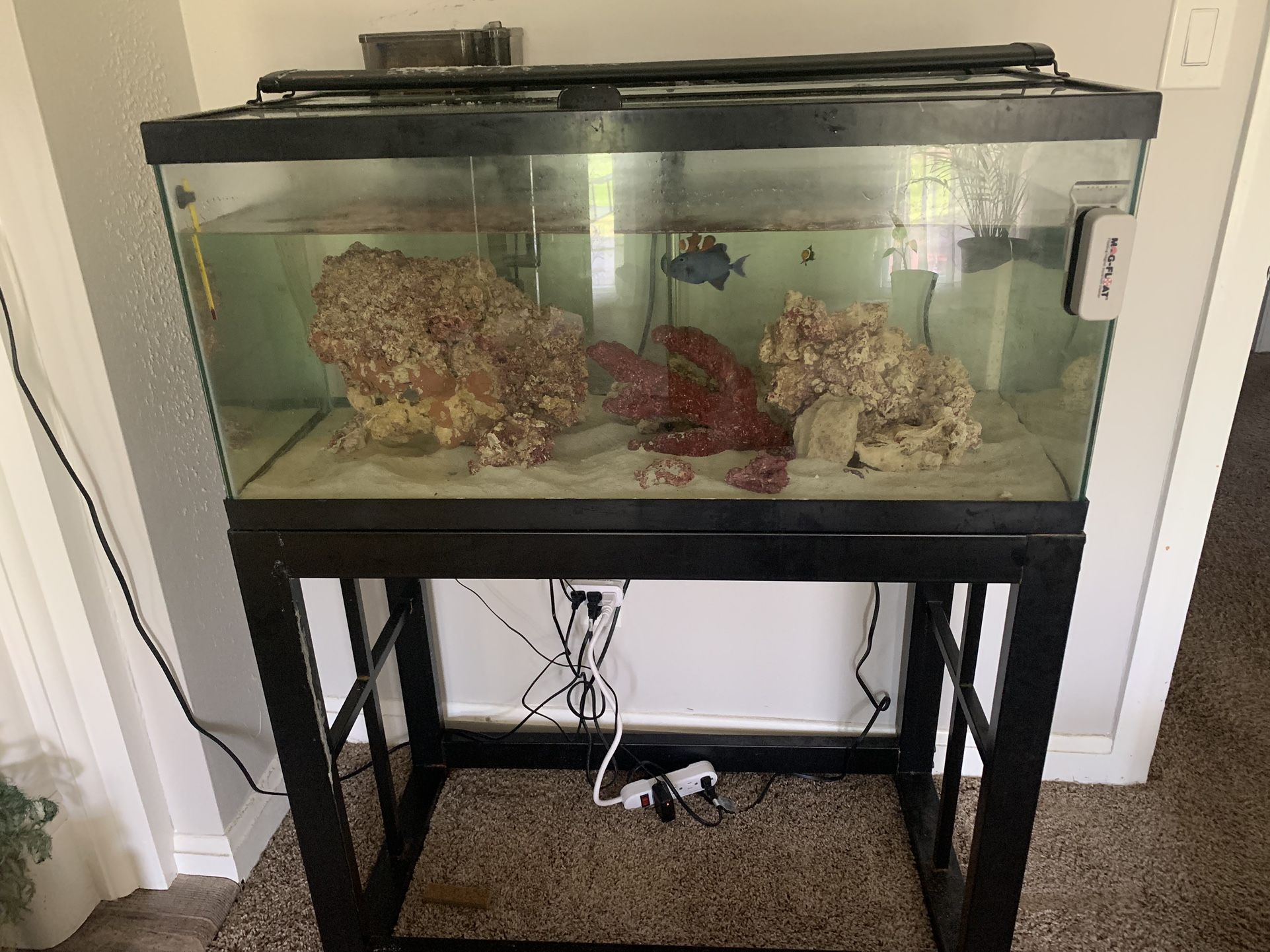 Salt Water Aquarium