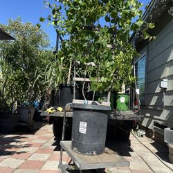 Grape Plant For Sale