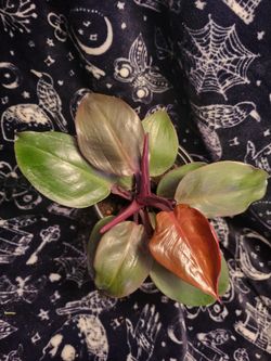 Prince of orange Philodendron