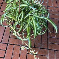 Curly Spider Plant 6”