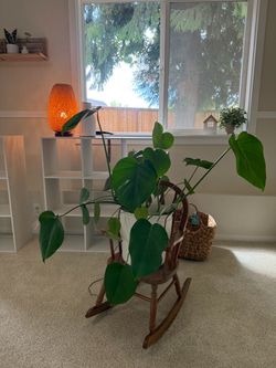 Large Monstera Deliciosa Indoor Plant