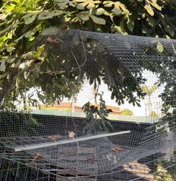 Chicken rooster cage