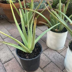 Sábila / Aloe Vera 