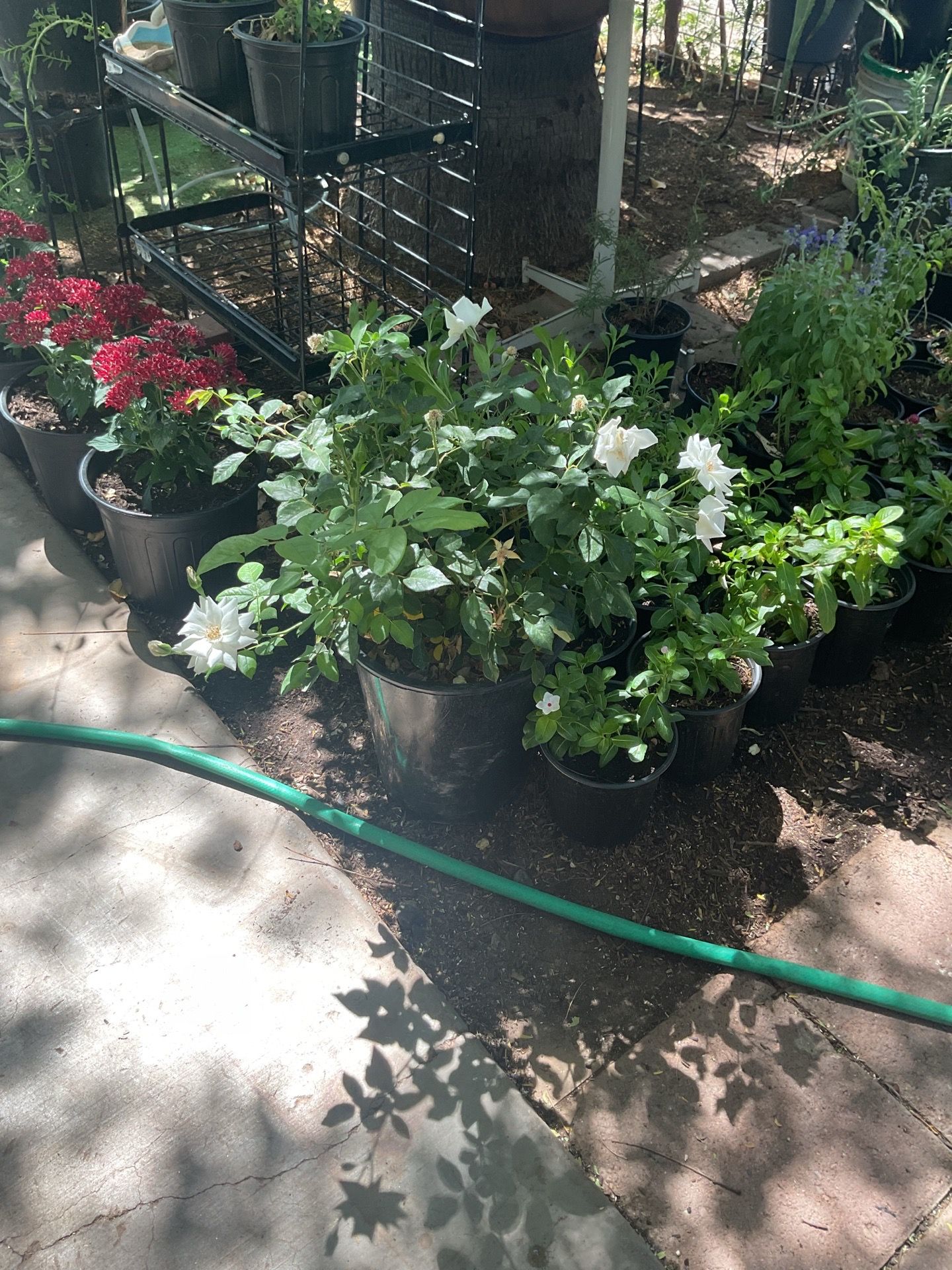 White rose bush plant