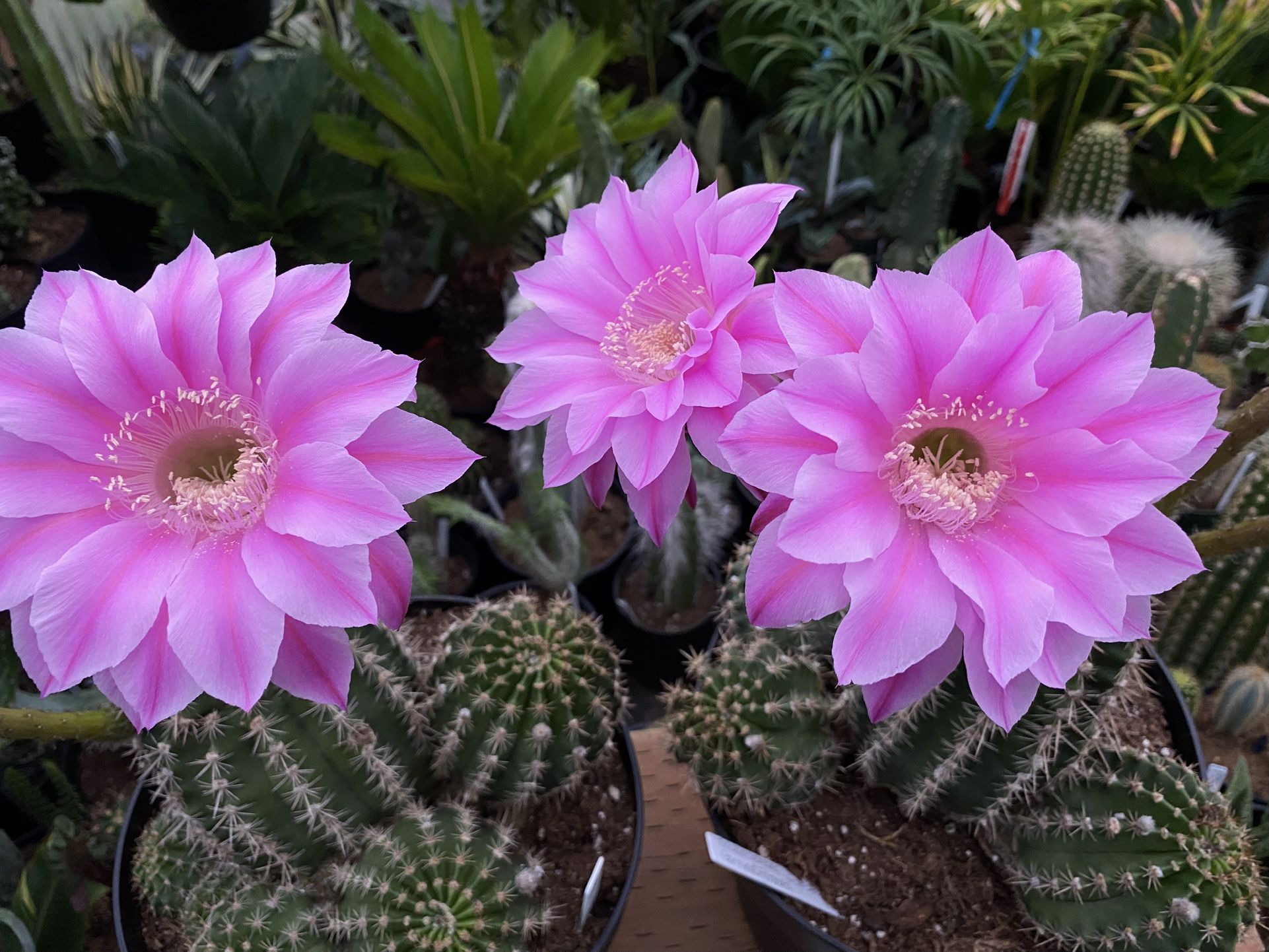 Cactus