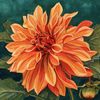 Lily 