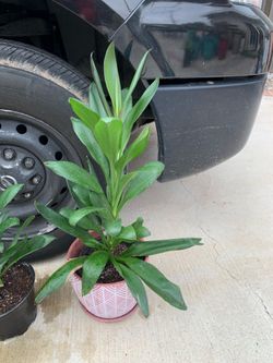 Cordyline plants