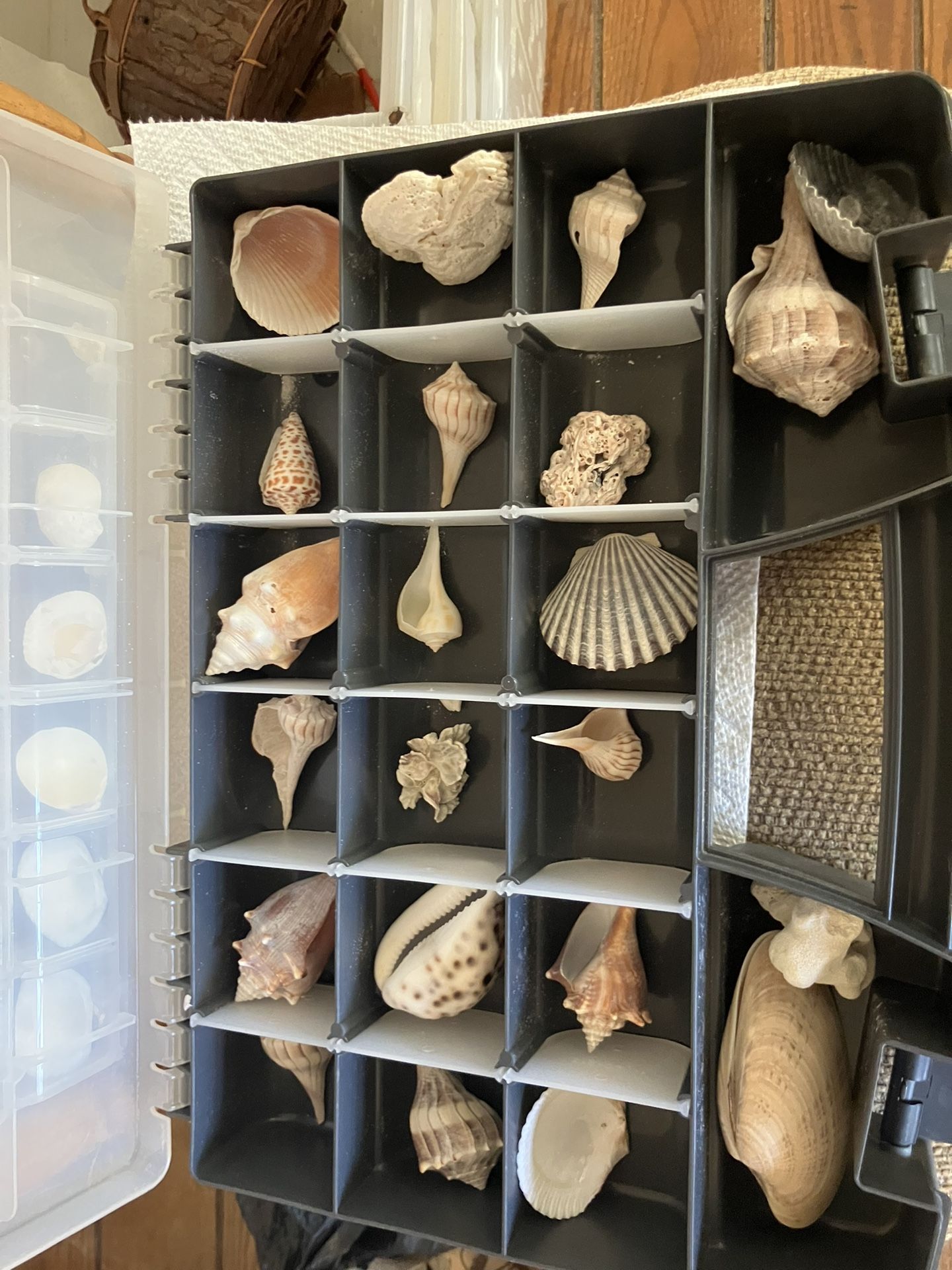 Sea Shells Collection 