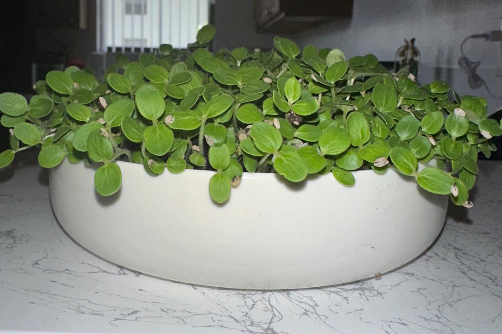 Sesame Seeds Micro Greens