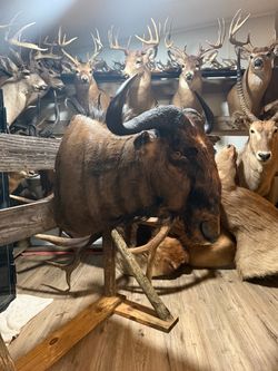 African Blue Wildebeest
