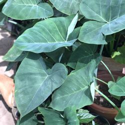Planta Oreja De Elefante