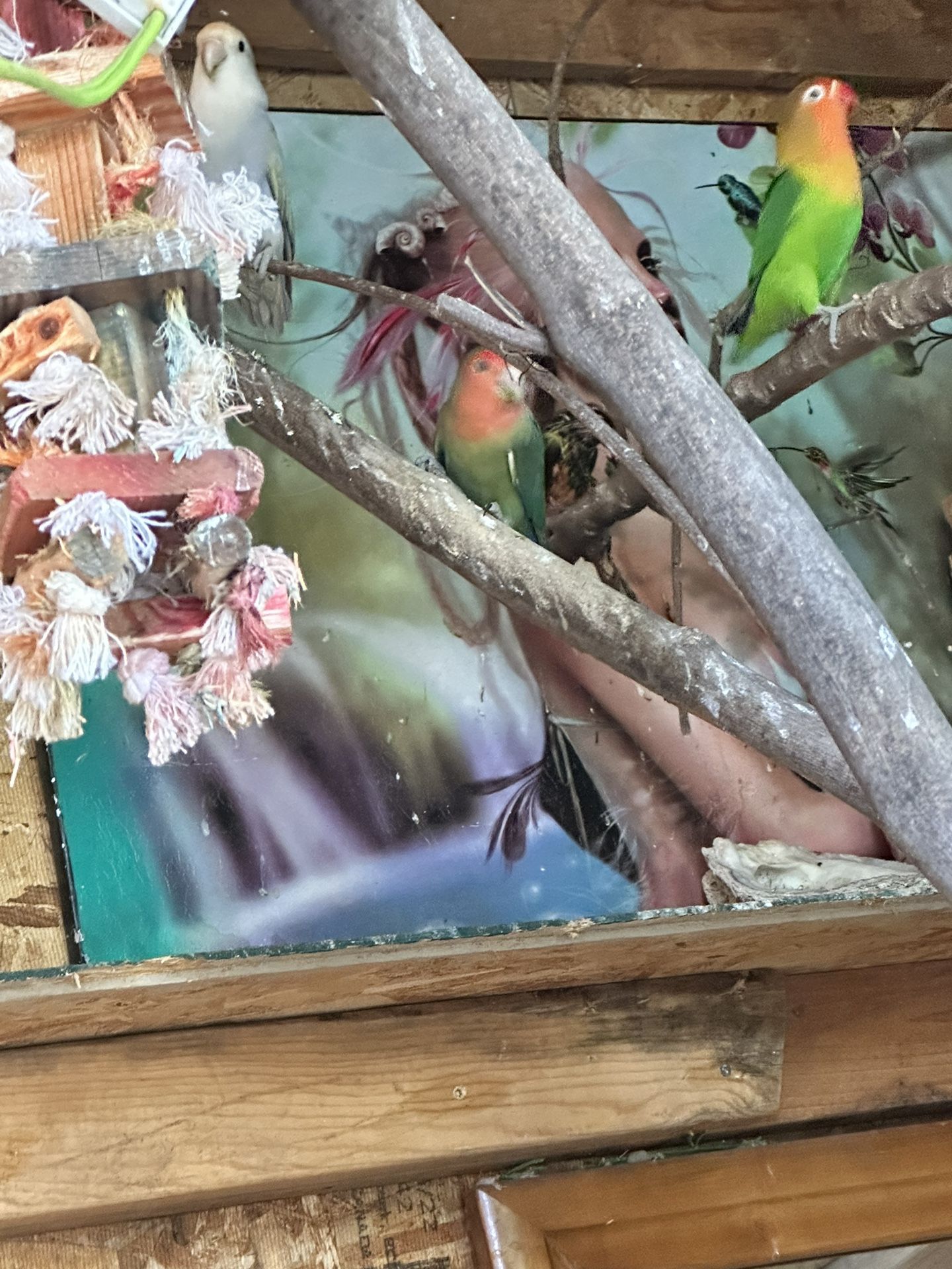 Bird Cage