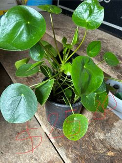 Pilea Chinese Money Plant 