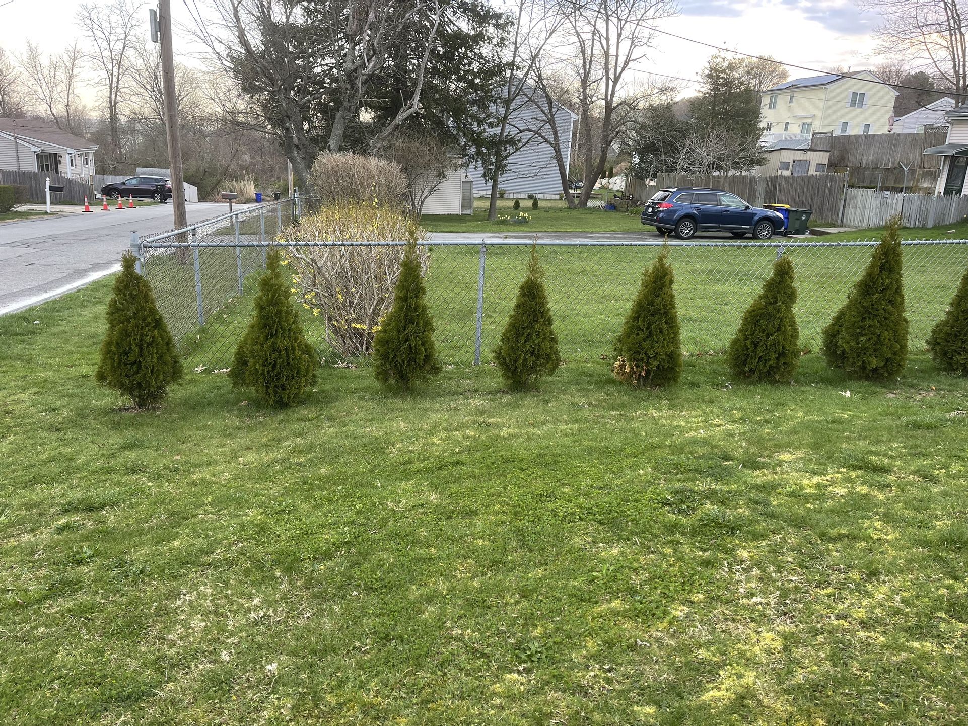 Trees At $50.