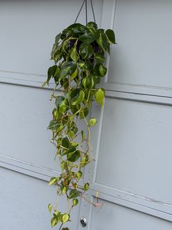 Long philodendron Brazil