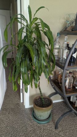 dracaena fragrans ( corn plant)-indoor plant