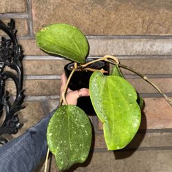 Hoya loyceandrewsiana (fka H. latifolia)