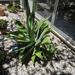 Fox Tail Agave