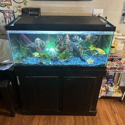 Fish Tank 