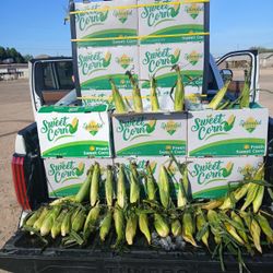 ELOTE BLANCO MEXICO (Sweet Corn)
