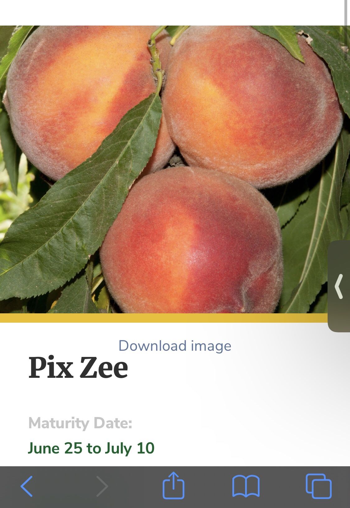 Dwarf Peach Tree: Pix Zee (miniature)