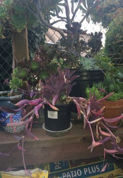 Purple Succulent plant