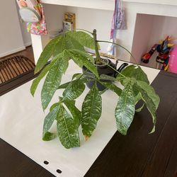Variegated Money Tree