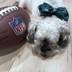 Eagles Dog Collar
