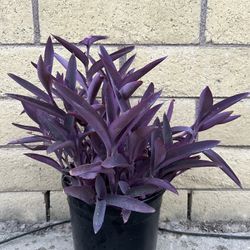 Purple Heart Plants