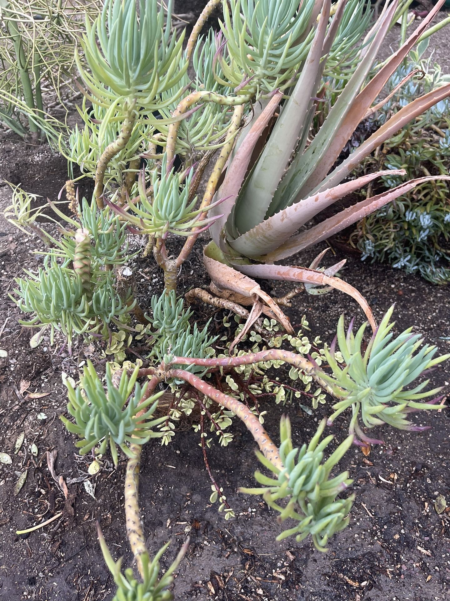 Succulent