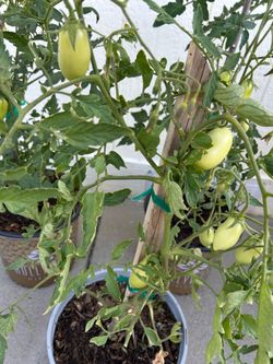 ROMA tomato plants in 3 gl.