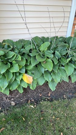 Free Plants: Hosta, Karl Forester