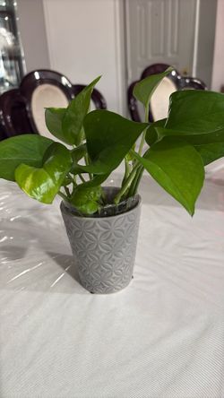 Pothos Plant