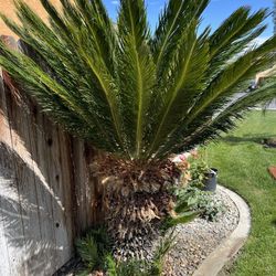 Sago Palms