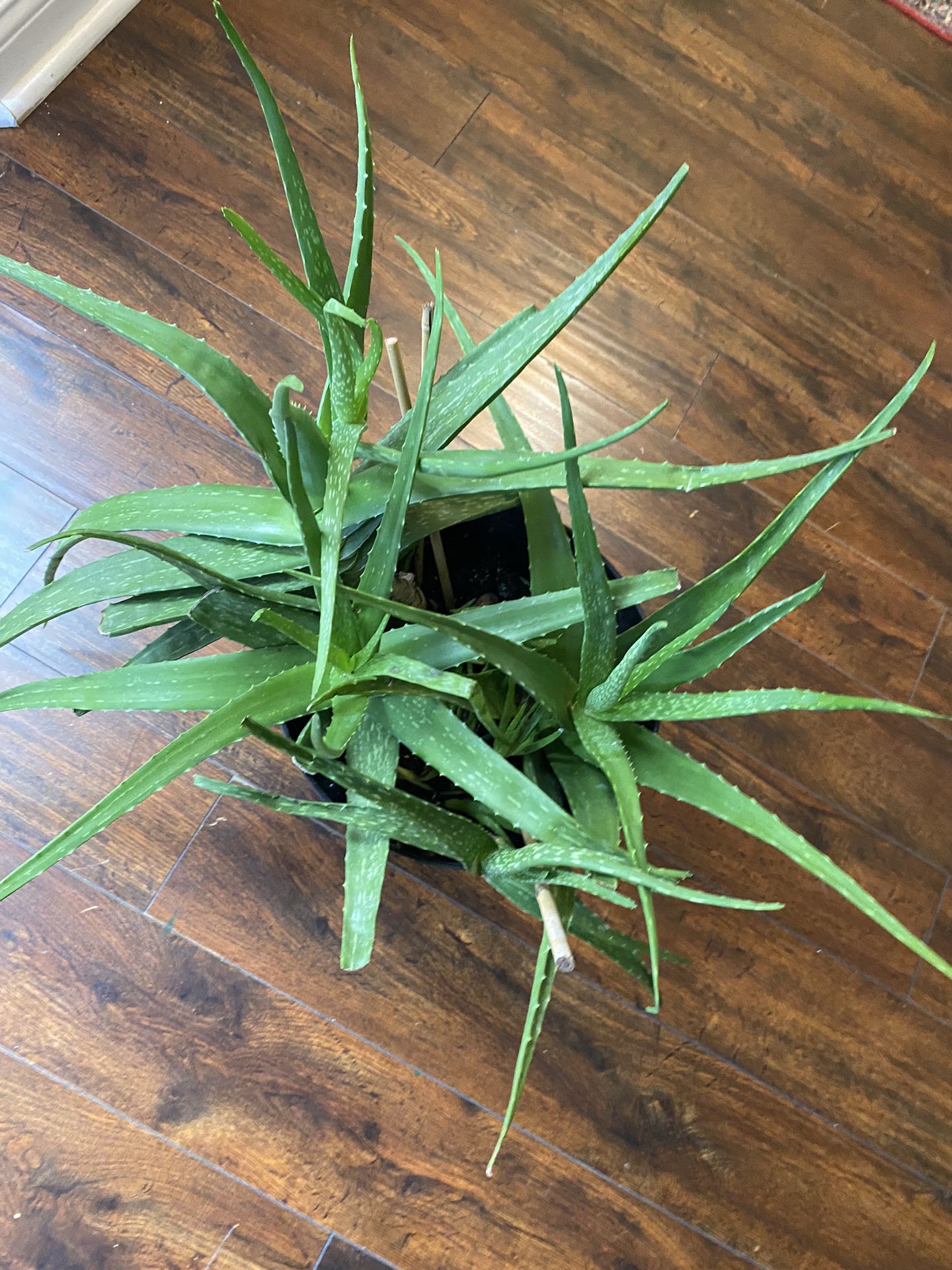 Large Aloe Plants In 1 Pot